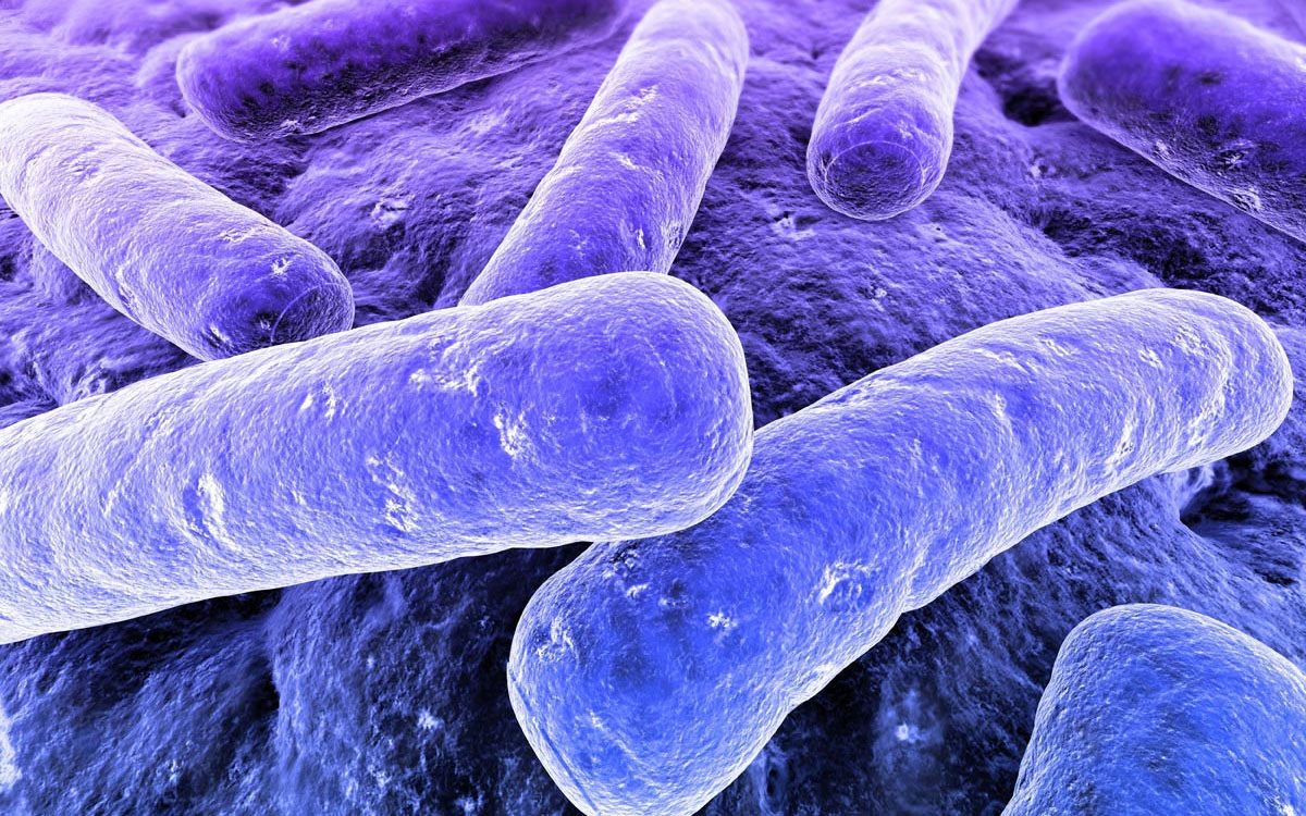 bacteria render