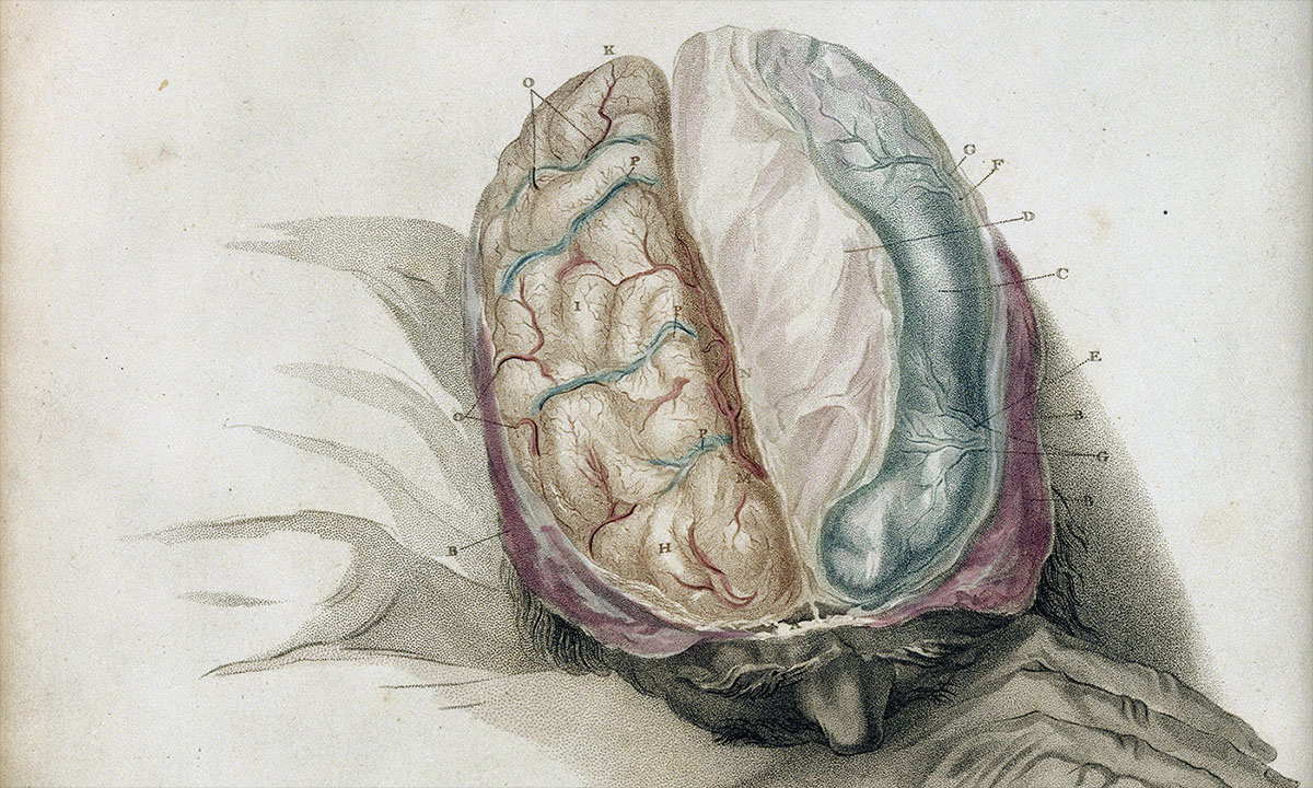 brain medical drawing