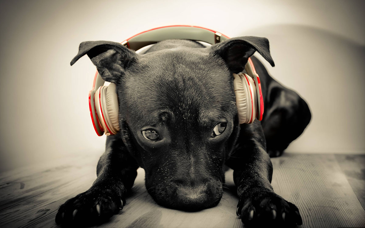 dog in headphones