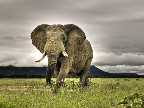 what do we do with what elephants taught us about preventing cancers?