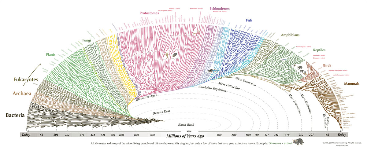 genetic tree of life