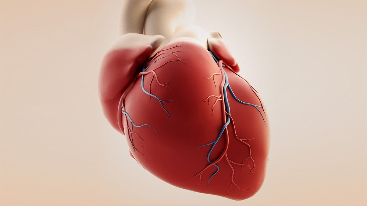 heart 3d model