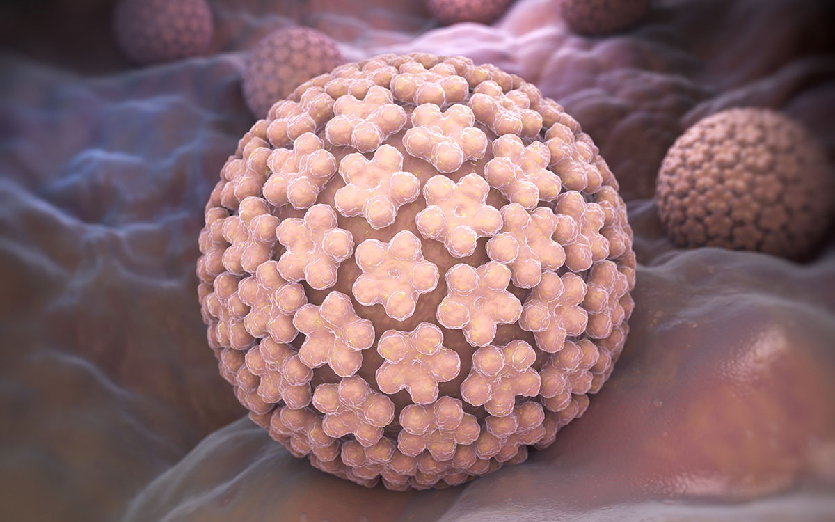 hpv virus model