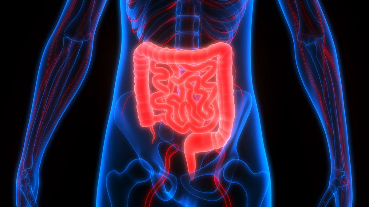 human digestive tract