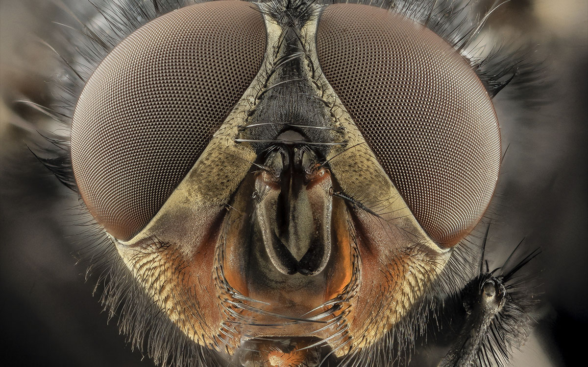 macro bee eyes