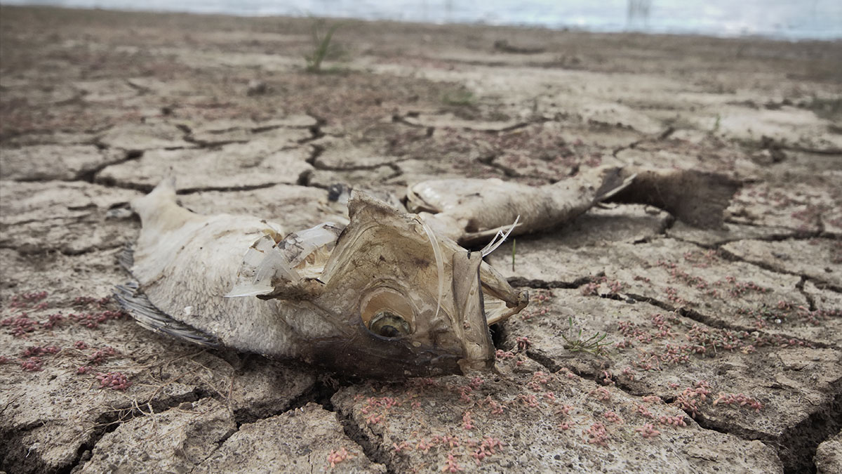 mummified fish