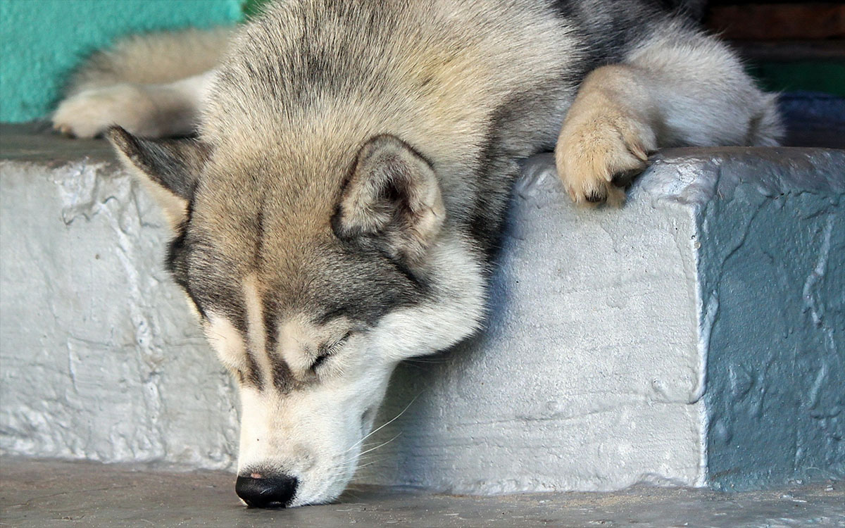 snoozing husky