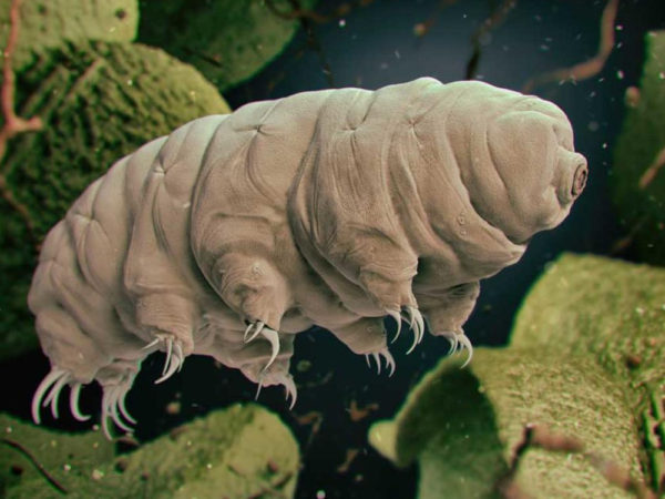 world of weird things podcast: are we getting our germs all over space?