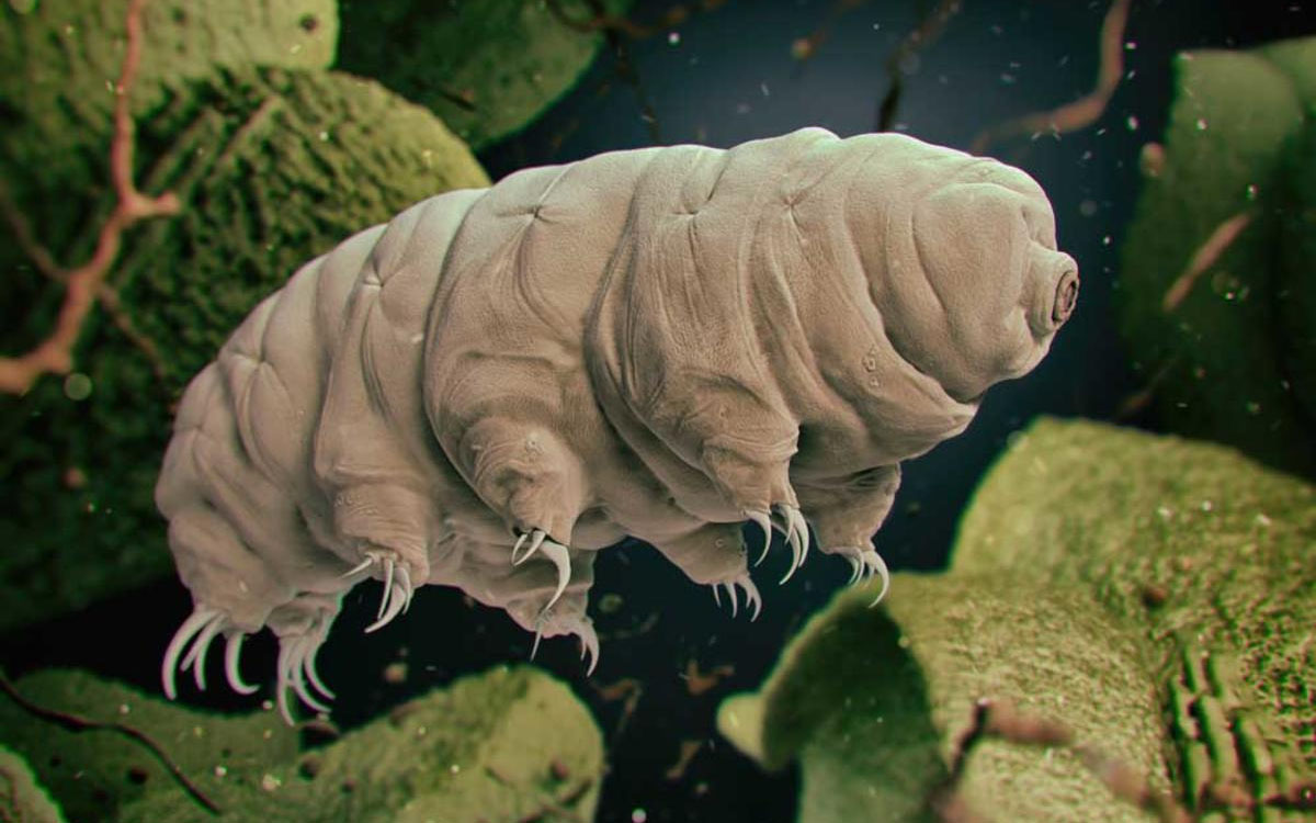 swimming tardigrade