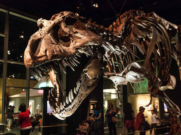 scavenger or predator, the great t. rex debate