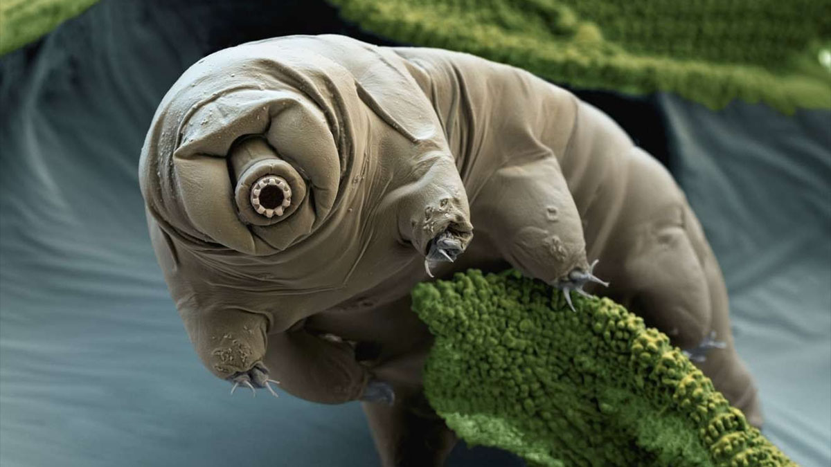 tardigrade