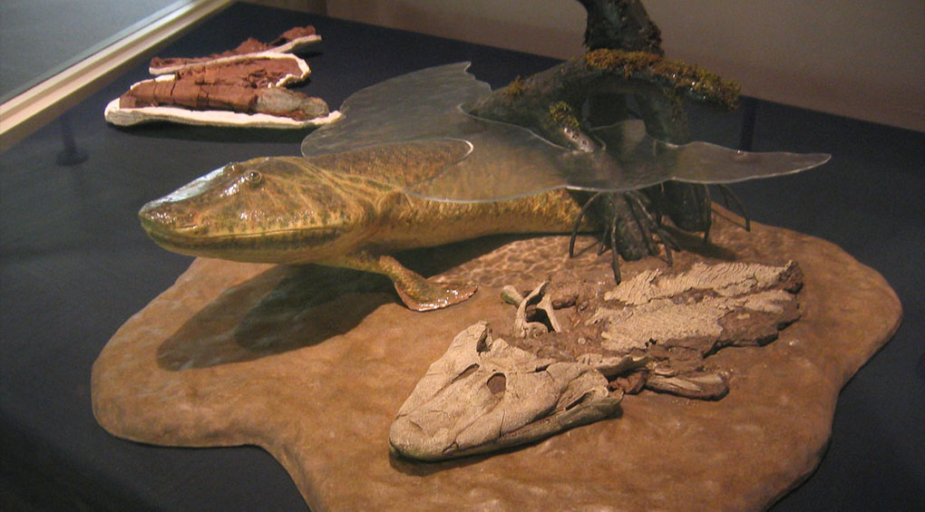 tiktaalik exhibit