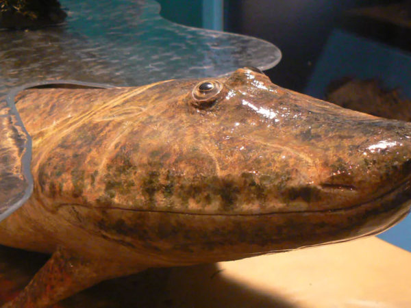 tiktaalik? is that you?