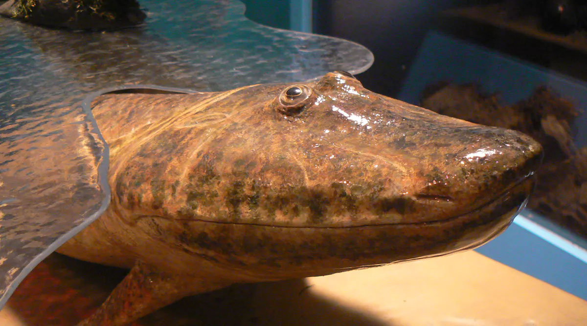 mockup of tiktaalik